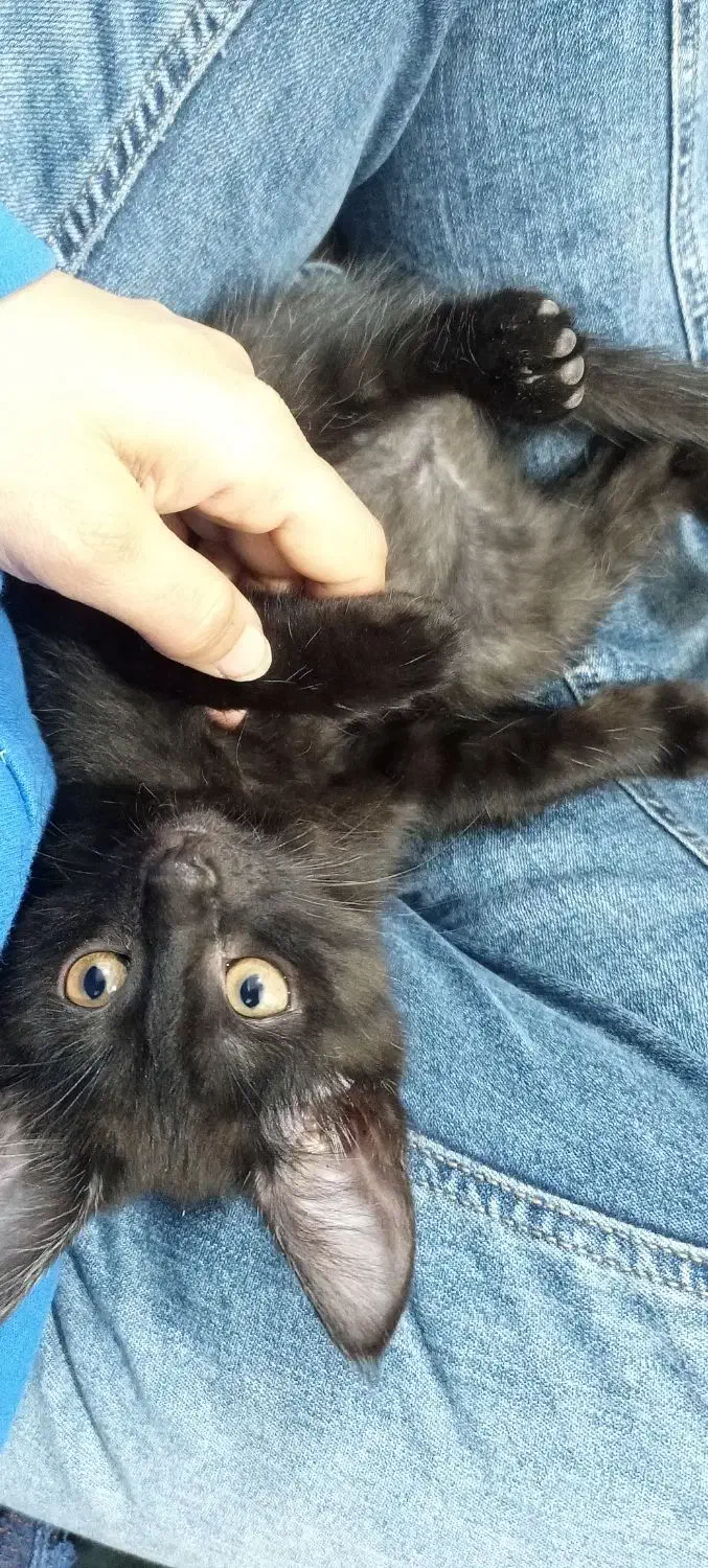 حیوان خانگی|گربه|مینودشت, |دیوار