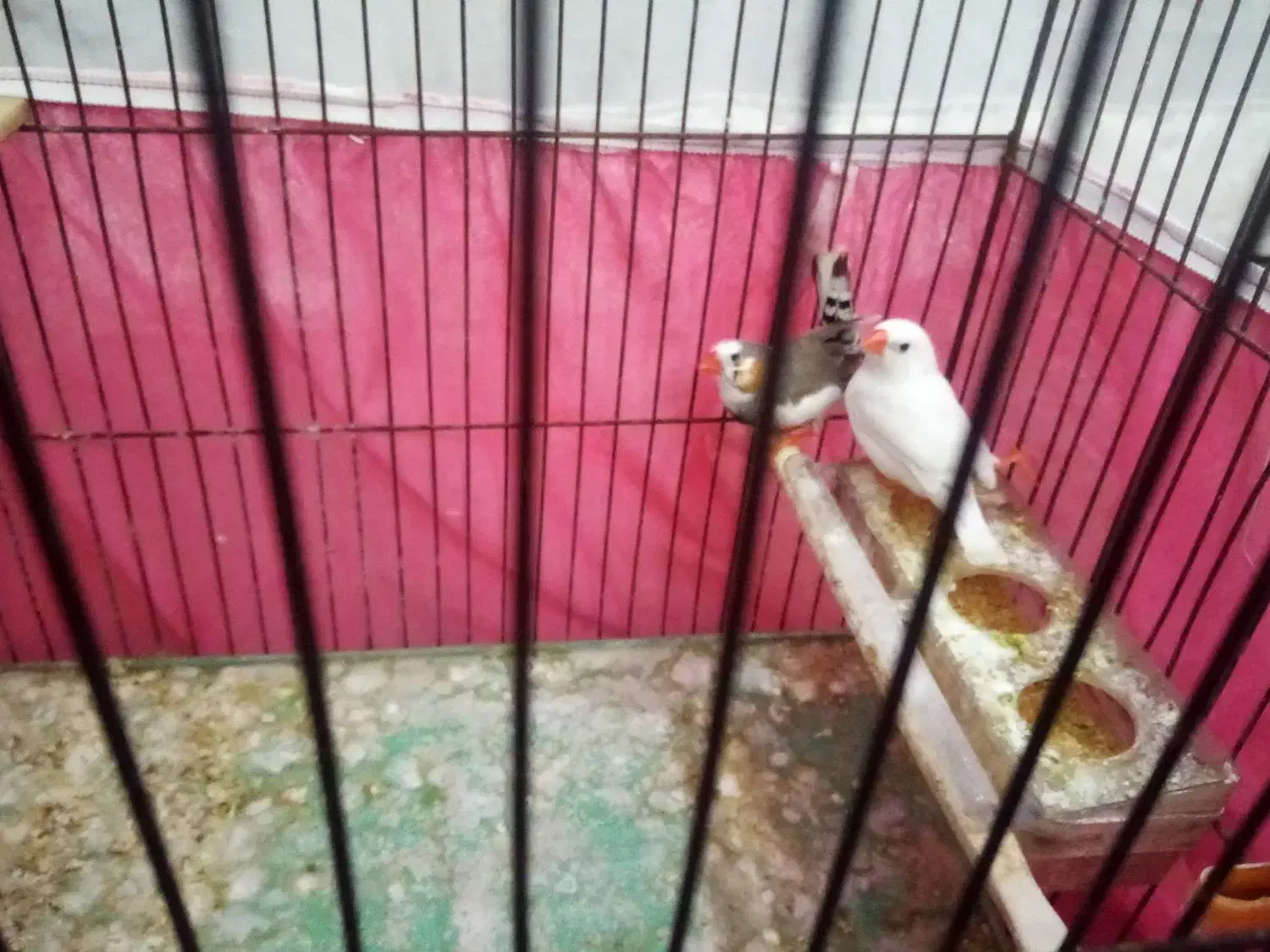 فنچ|پرنده|اصفهان, هفتون|دیوار