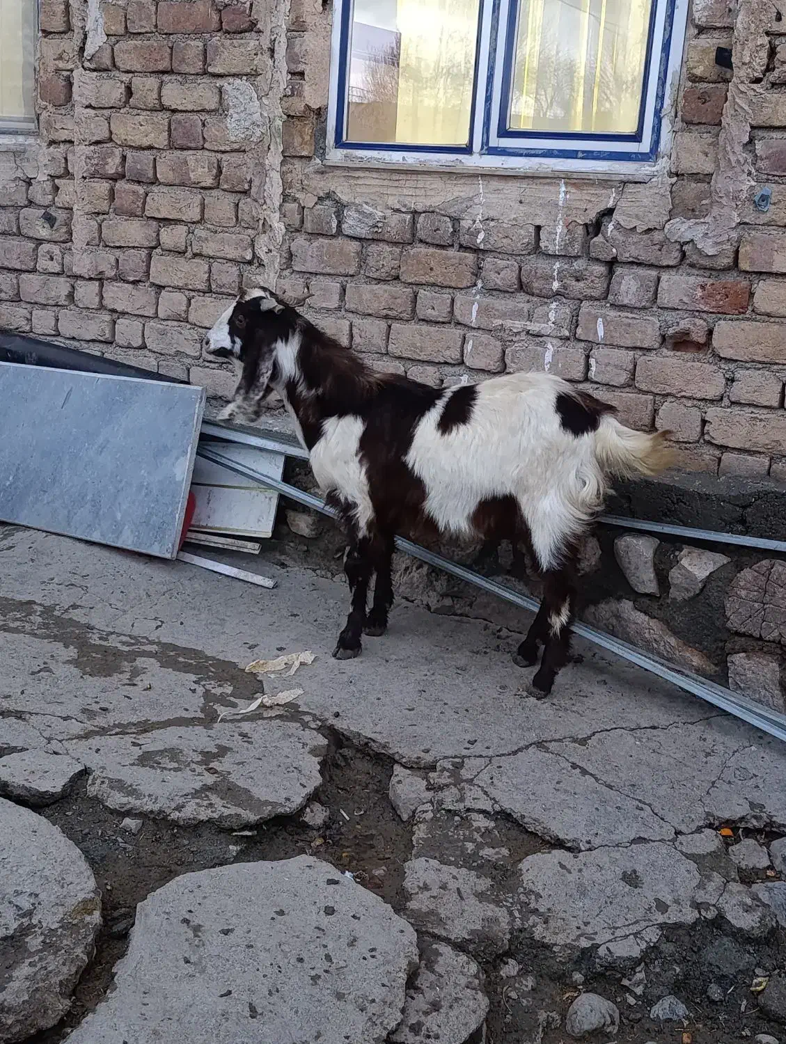 بزغاله پاکستانی|حیوانات مزرعه|کرمانشاه, |دیوار