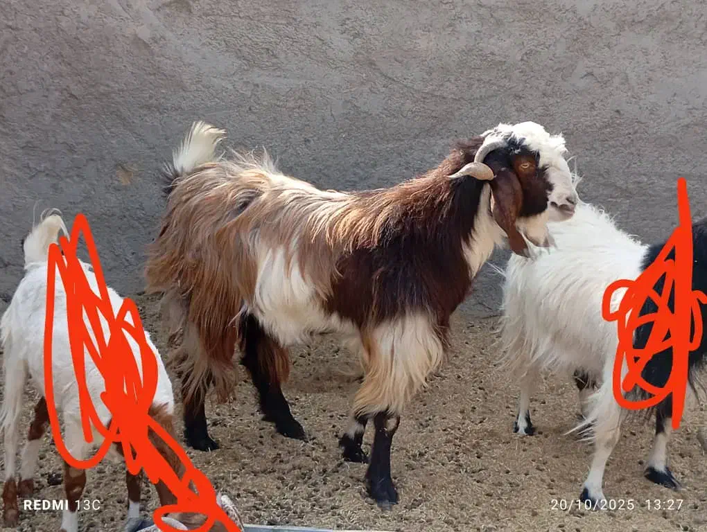 بره نر و کهره نر|حیوانات مزرعه|زابل, |دیوار