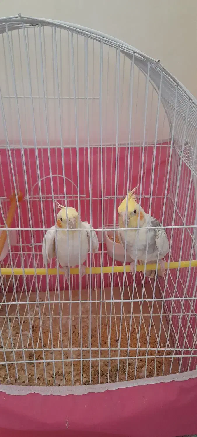 عروس هلندی|پرنده|اسفرورین, |دیوار