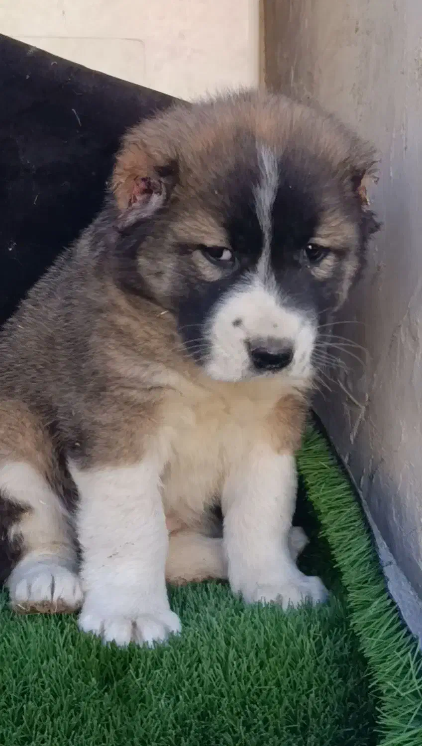 توله الابای و بالغ در گلستان|سگ|کرمان, |دیوار