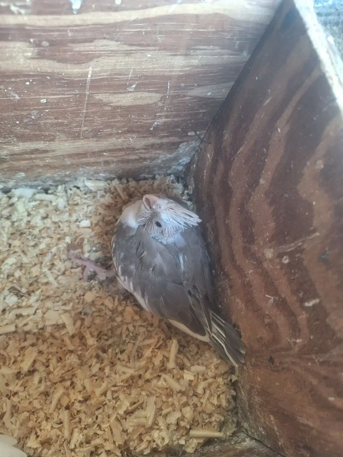 جوجه عروس سرلاکی|پرنده|بندرعباس, |دیوار