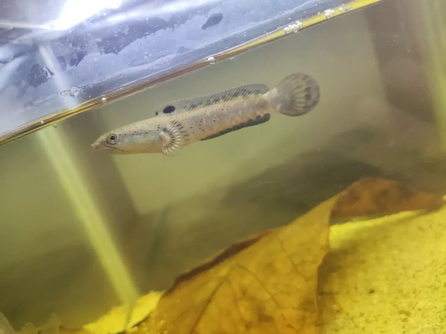 چانا|ماهی|برخوار, |دیوار