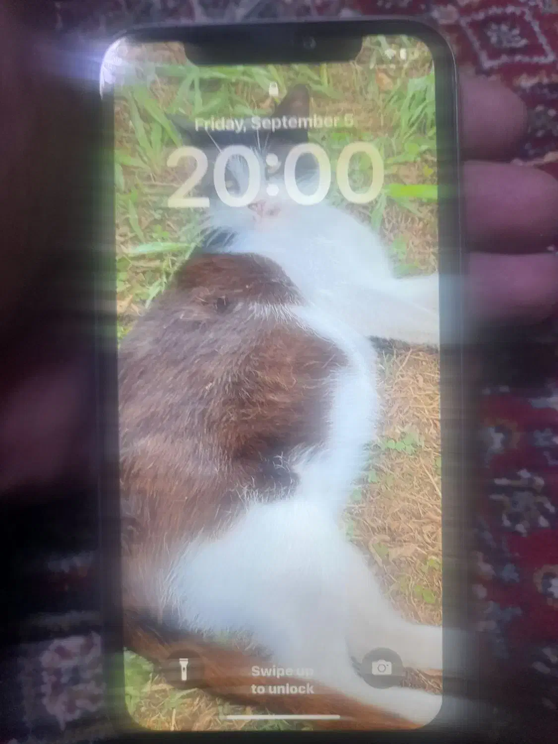 ایفون 11نرمال یاسی برند استوک|موبایل|سنندج, |دیوار