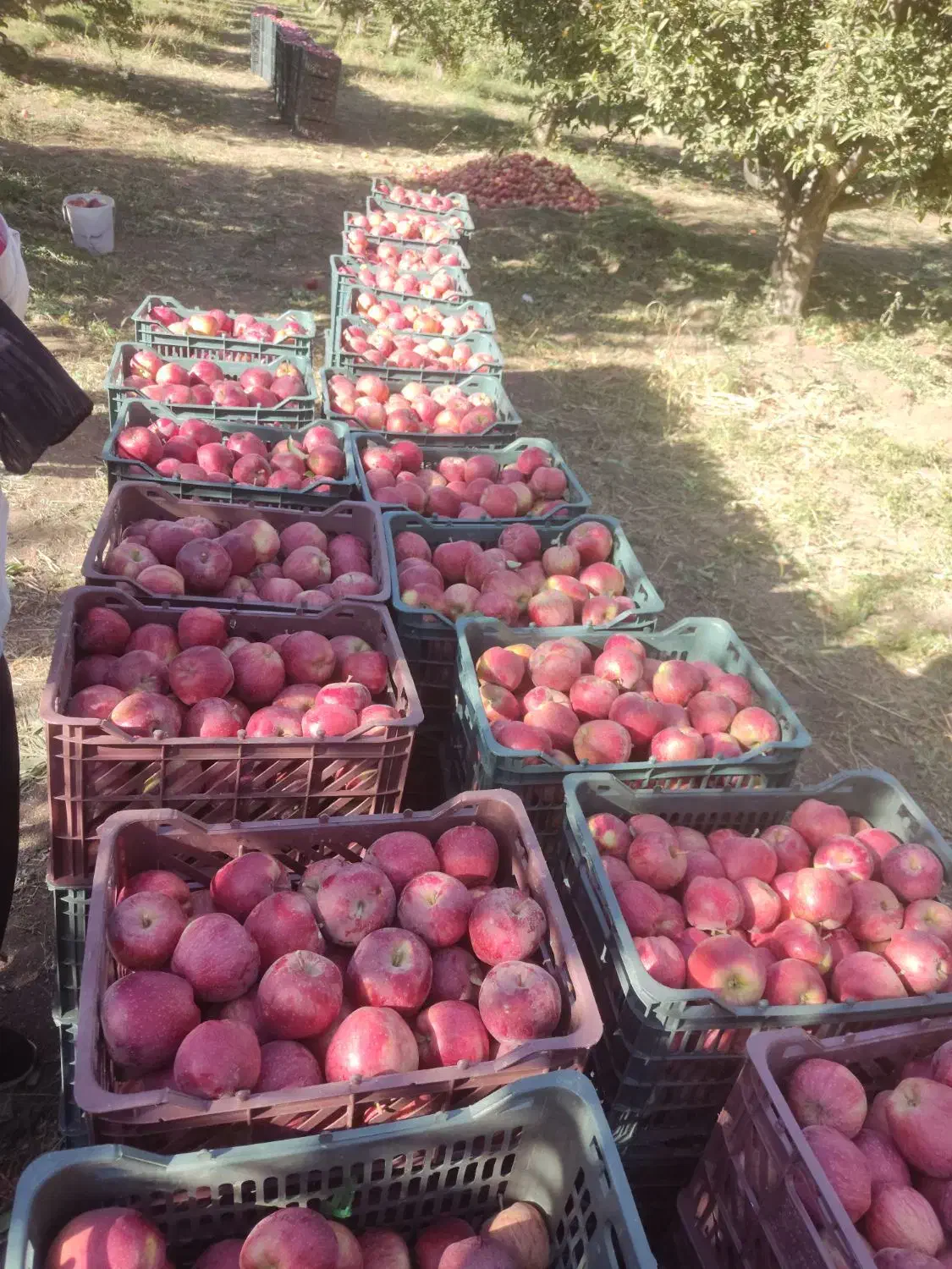 سیب قرمز فلە ای|خوردنی و آشامیدنی|نالوس, |دیوار