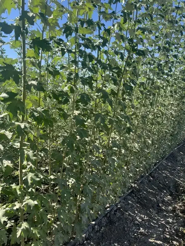 تولید نهال یکساله کبوده به قیمت ۴۰ت|خدمات باغبانی و درختکاری|شاهرود (اردبیل), |دیوار