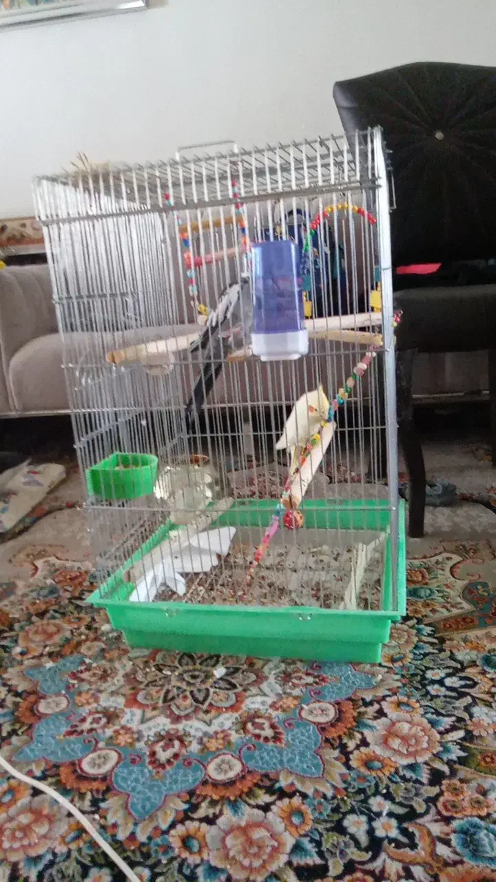 عروس هلندی نرماده رام|پرنده|سنقر, |دیوار