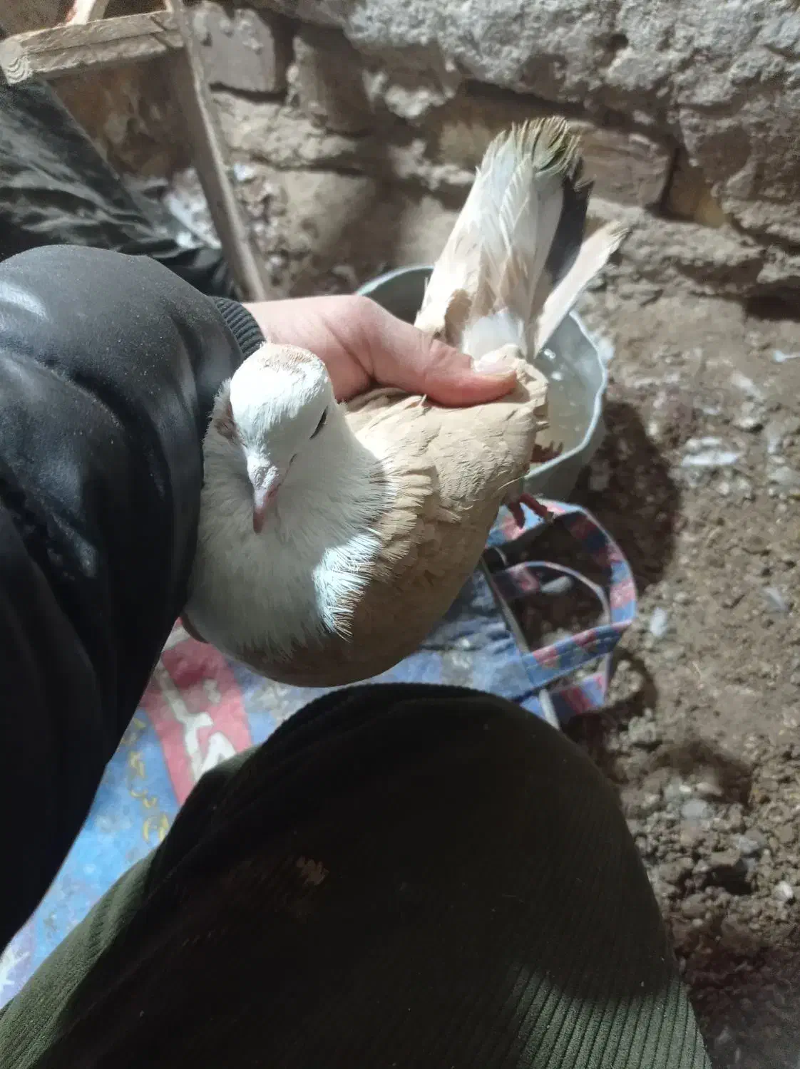 کفتر|پرنده|سبزوار, قصبه شرقی|دیوار