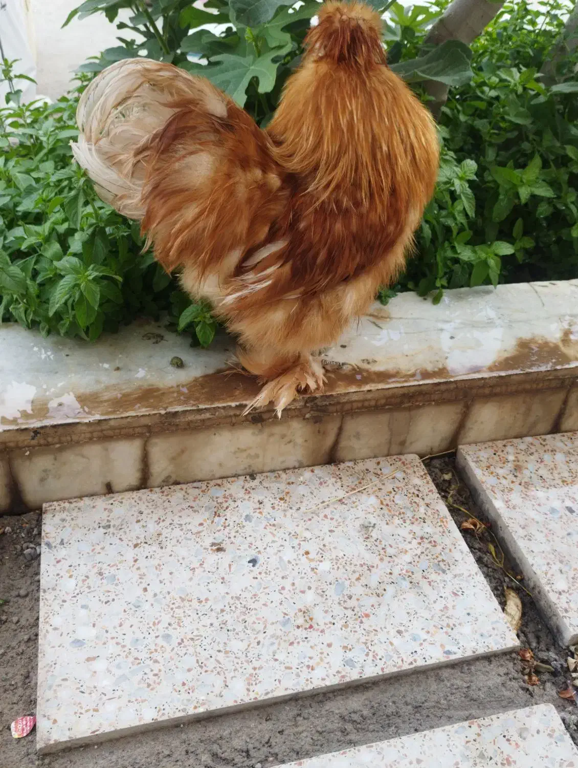 تخم مرغ نطفه دار|حیوانات مزرعه|یزد, |دیوار