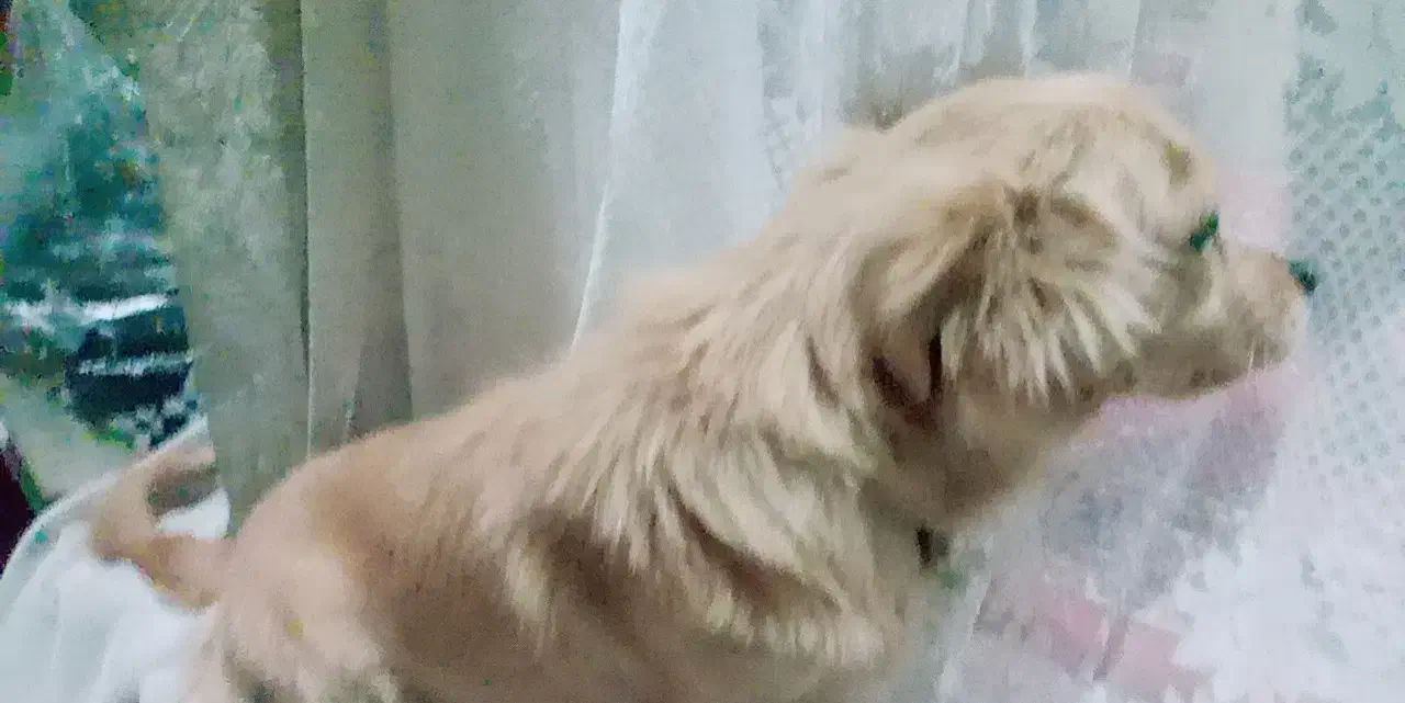 سگ خانگی پامر|سگ|قم, نخودی|دیوار