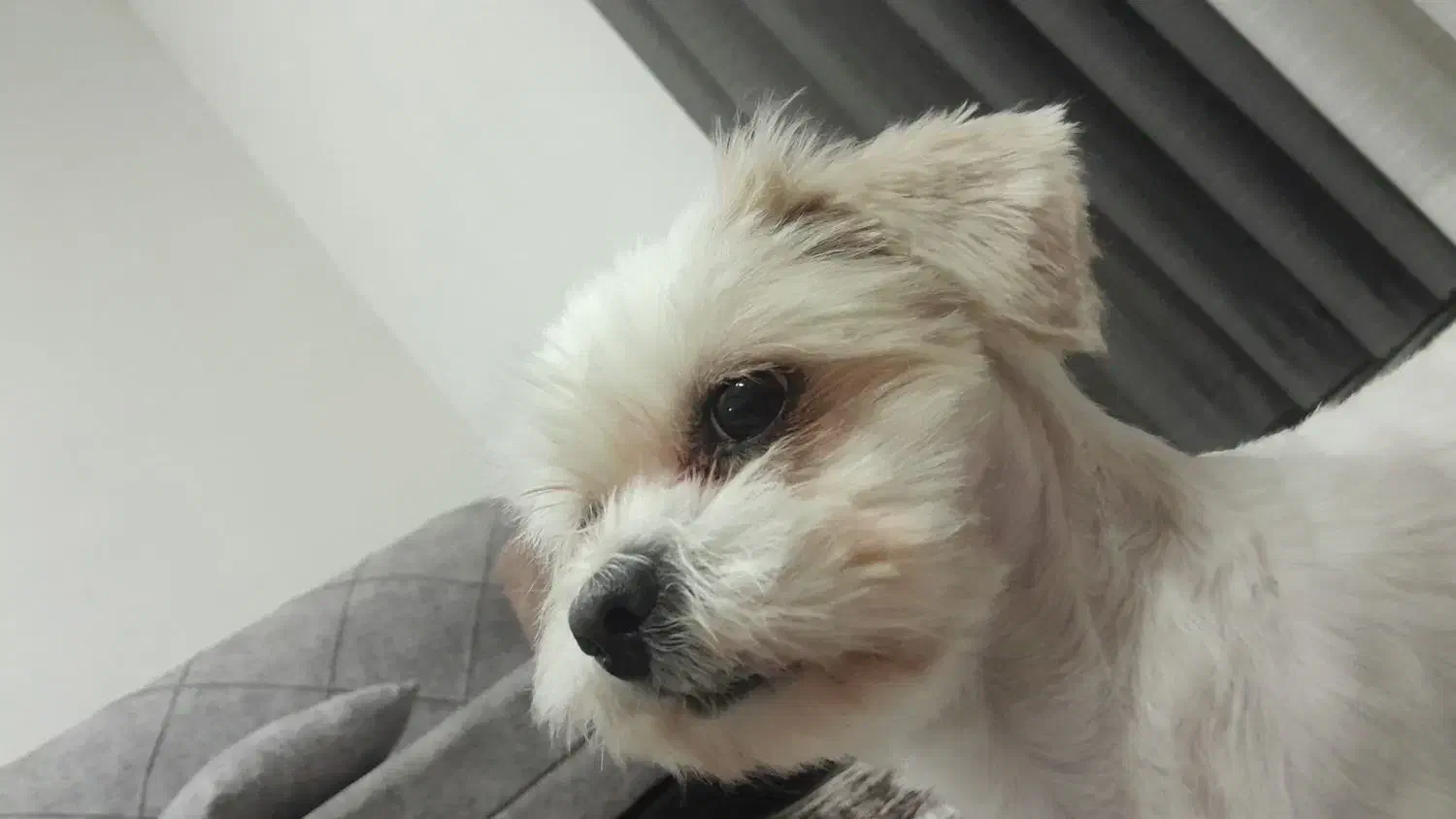 واگذاری|سگ|رباطکریم, شهرک درخشان|دیوار