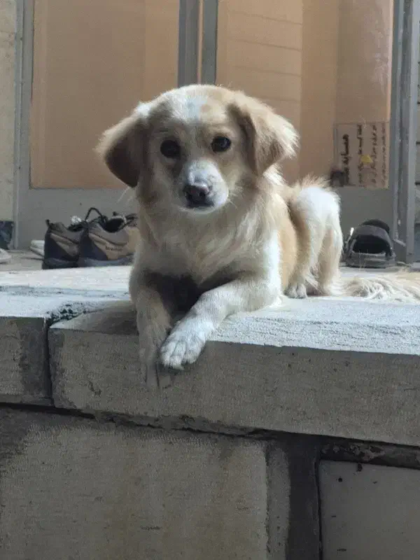 واگذاری سگ|سگ|برخوار, |دیوار