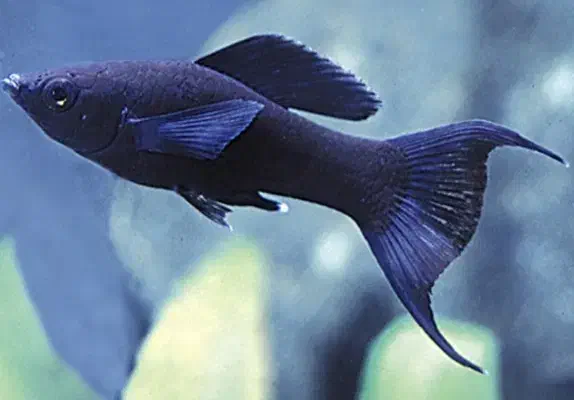 ماهی آکواریوم مولی دم عقربی مشکی و کالر ویدو|ماهی|ملایر, |دیوار