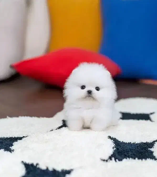 سگ جیبی /// پامرانین خرسی عروسکی توی پودل شیتزوفلت|سگ|سنندج, |دیوار