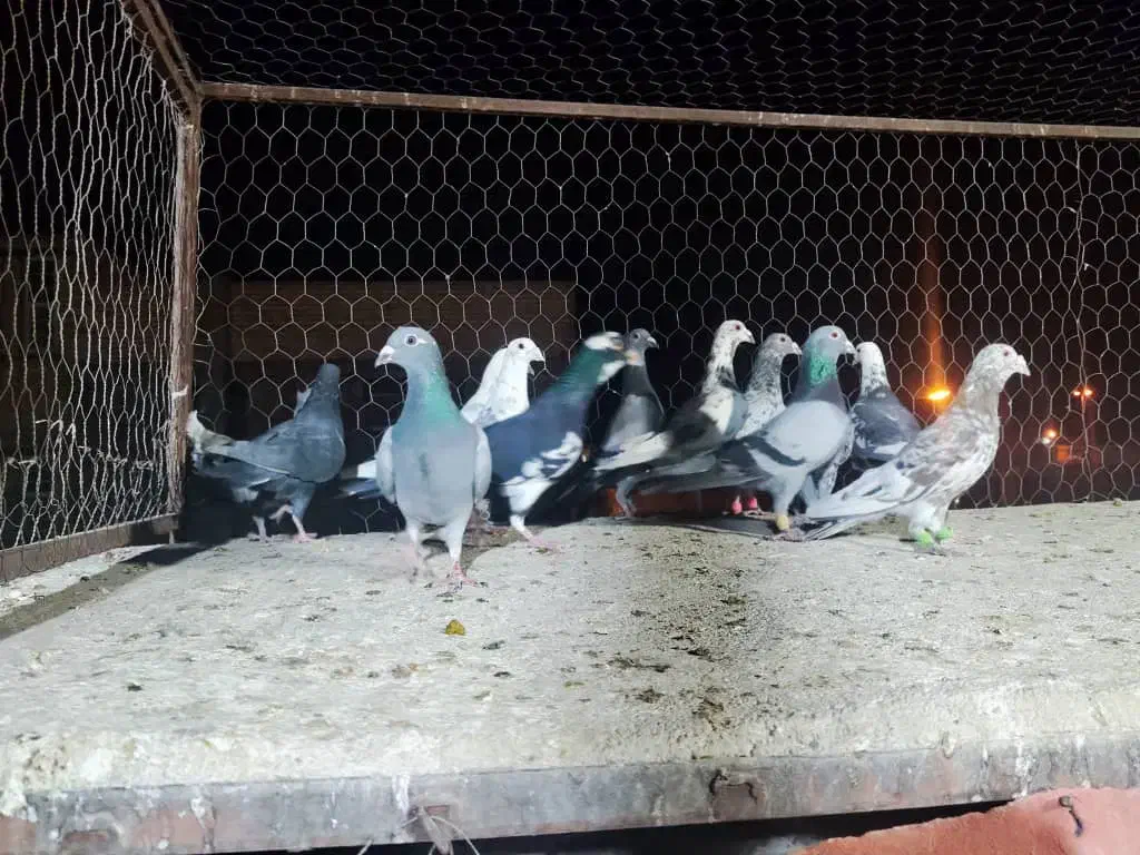 دسته فروشی|پرنده|شیراز, شهرک گلها|دیوار