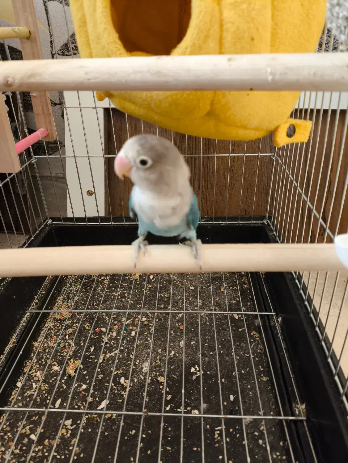 طوطی برزیلی ابی اوپال|پرنده|ملارد, |دیوار