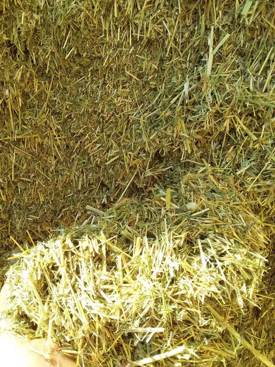 یونجه مرگور|لوازم جانبی حیوانات|ارومیه, |دیوار