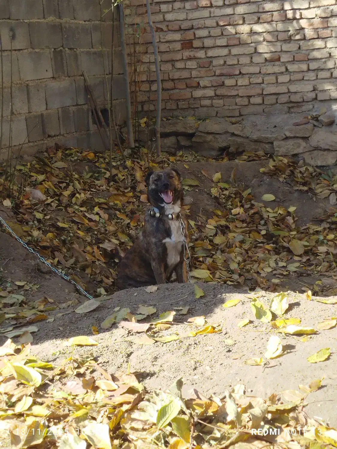 سگ گمشده|سگ|همدان, |دیوار