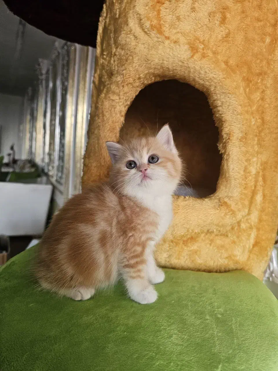 بچه‌گربه از همه‌ ‌نژادها / پت‌شاپ|گربه|شیراز, سینما سعدی|دیوار