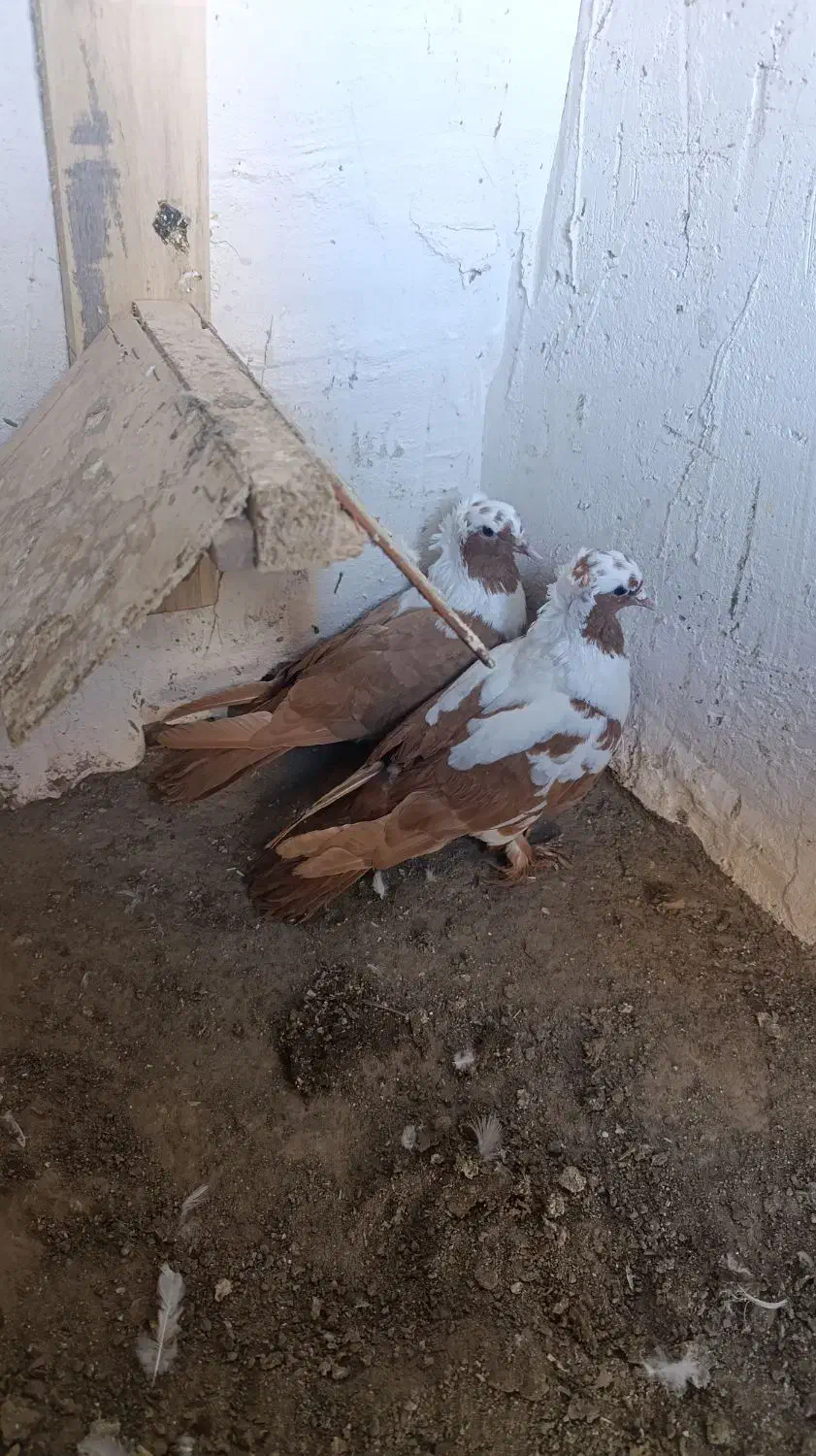 ککیلی معاوضه...|پرنده|اردبیل, |دیوار