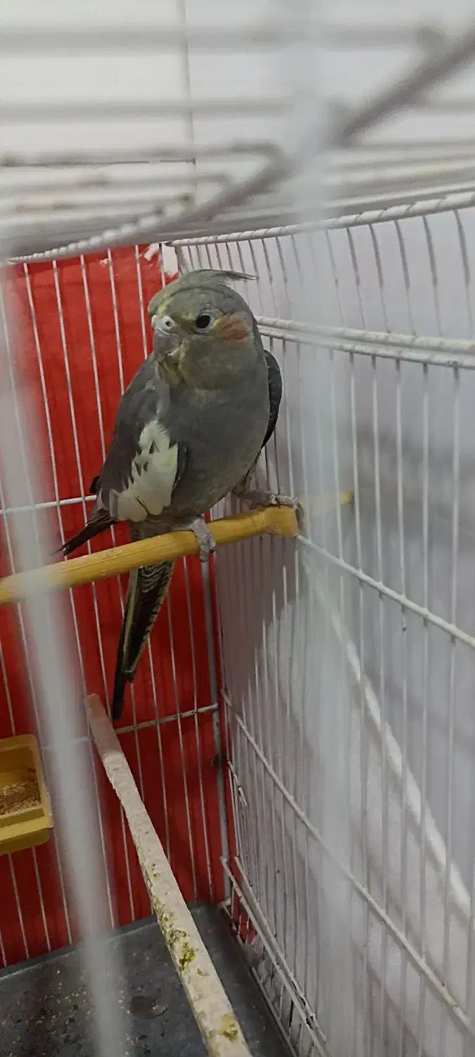 عروس هلندی ماده|پرنده|تربت جام, یحیی آباد|دیوار