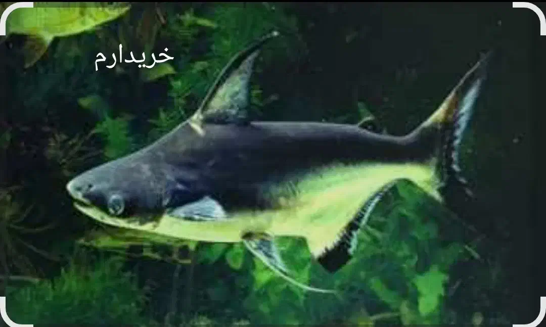 کوسه گوشت خوار|ماهی|ملایر, |دیوار