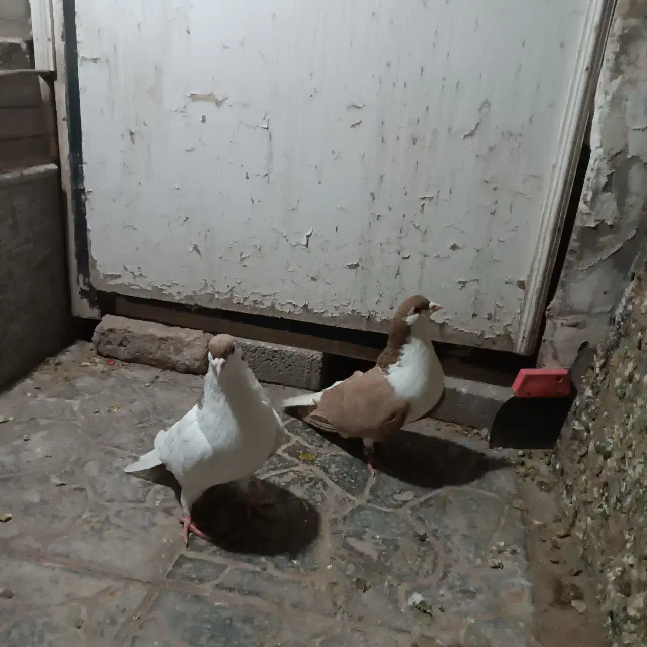 ساده زرد|پرنده|مشهد, مشکینی (شهرک غرب)|دیوار