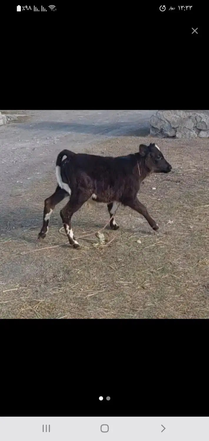 گاو|حیوانات|اردبیل, |دیوار