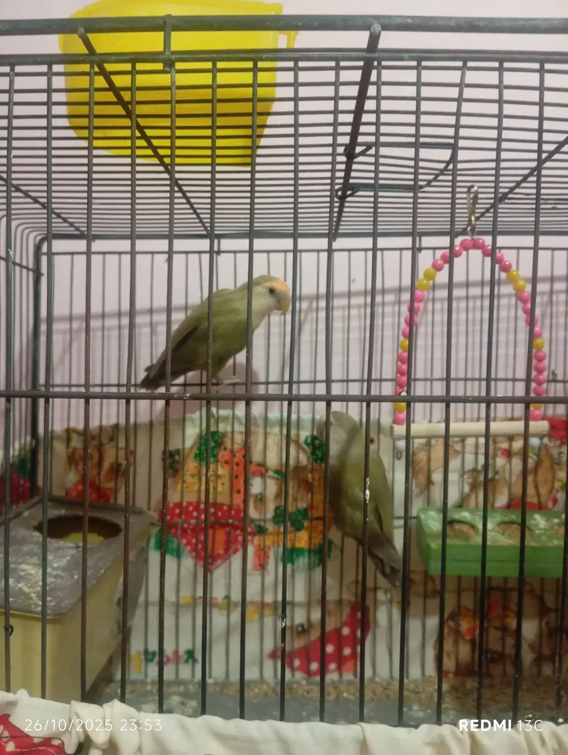 طوطی برزیلی رنگ خواص|پرنده|سمنان, |دیوار