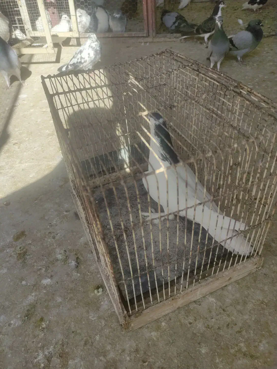 دمگیر و طوقی|پرنده|برخوار, |دیوار