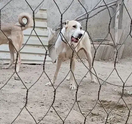 سگ نگهبان، افغان آلابای|سگ|شهریار, شهریار|دیوار