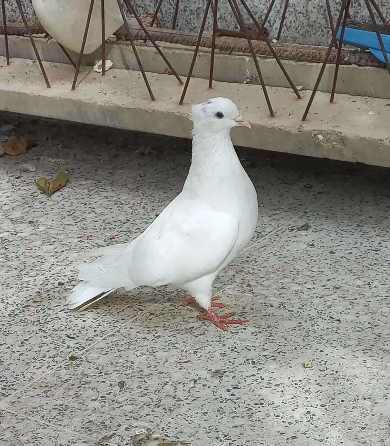 طوقی طوق کفتر کبوتر|پرنده|فسا, |دیوار