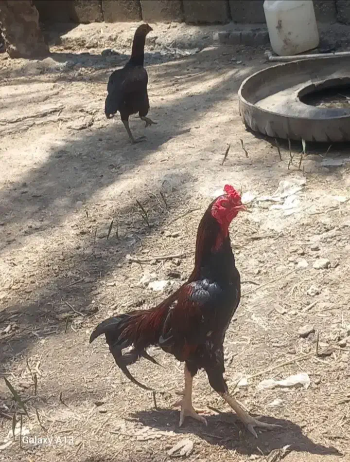 مرغ|حیوانات مزرعه|میناب, |دیوار