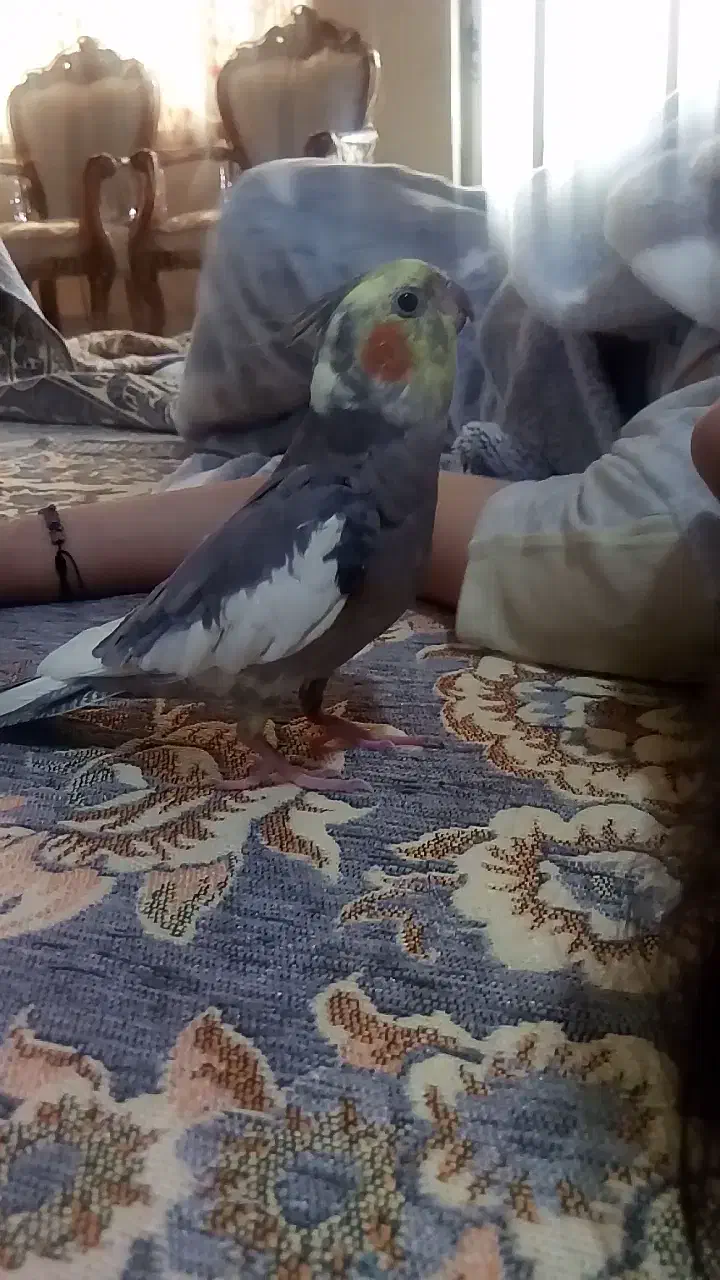 عروس هلندی گم شده|پرنده|شاهین‌شهر, خانه کارگر|دیوار