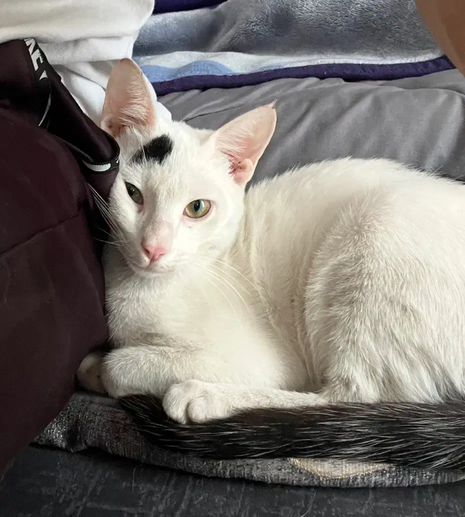 واگذاری گربه|گربه|بندرعباس, |دیوار