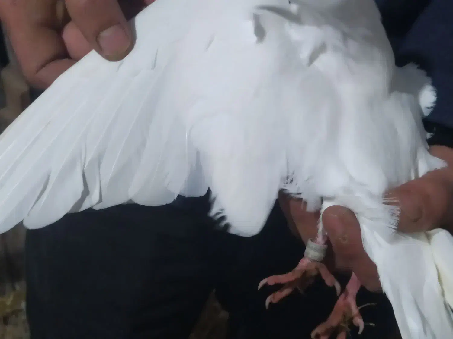 کبوتر پرشی|حیوانات|کوچصفهان, |دیوار