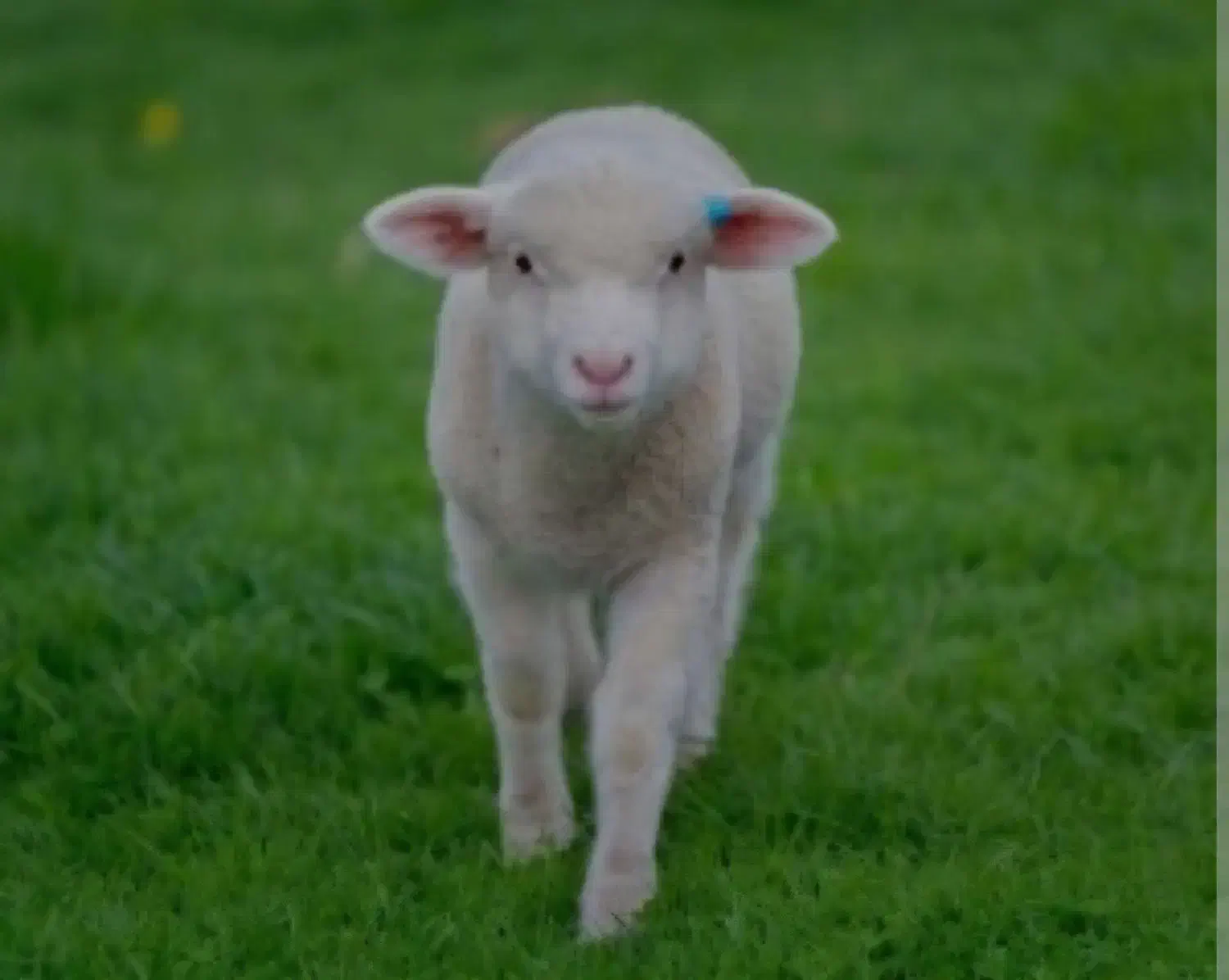 بره گم شده|حیوانات|بجنورد, |دیوار