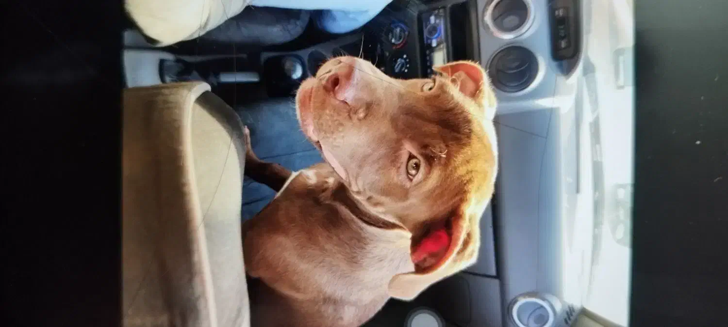 سگ نژاد دار|سگ|مشهد, حسین‌آباد|دیوار