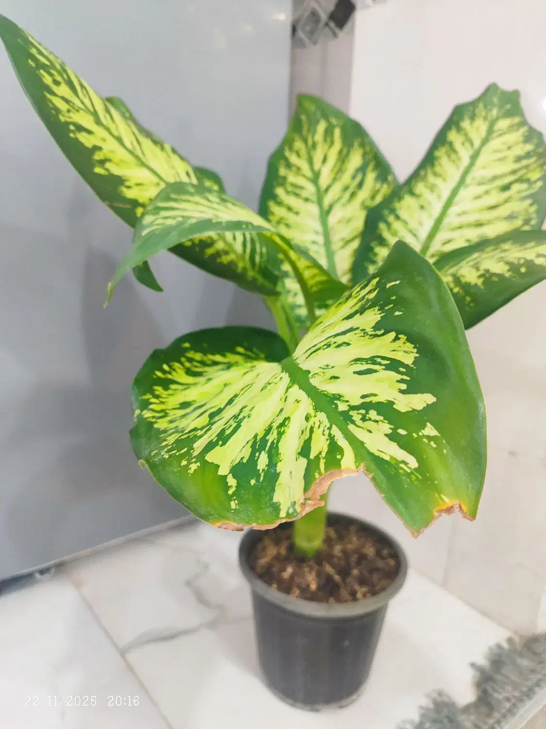 گل طبیعی|گل و گیاه طبیعی|شوشتر, |دیوار