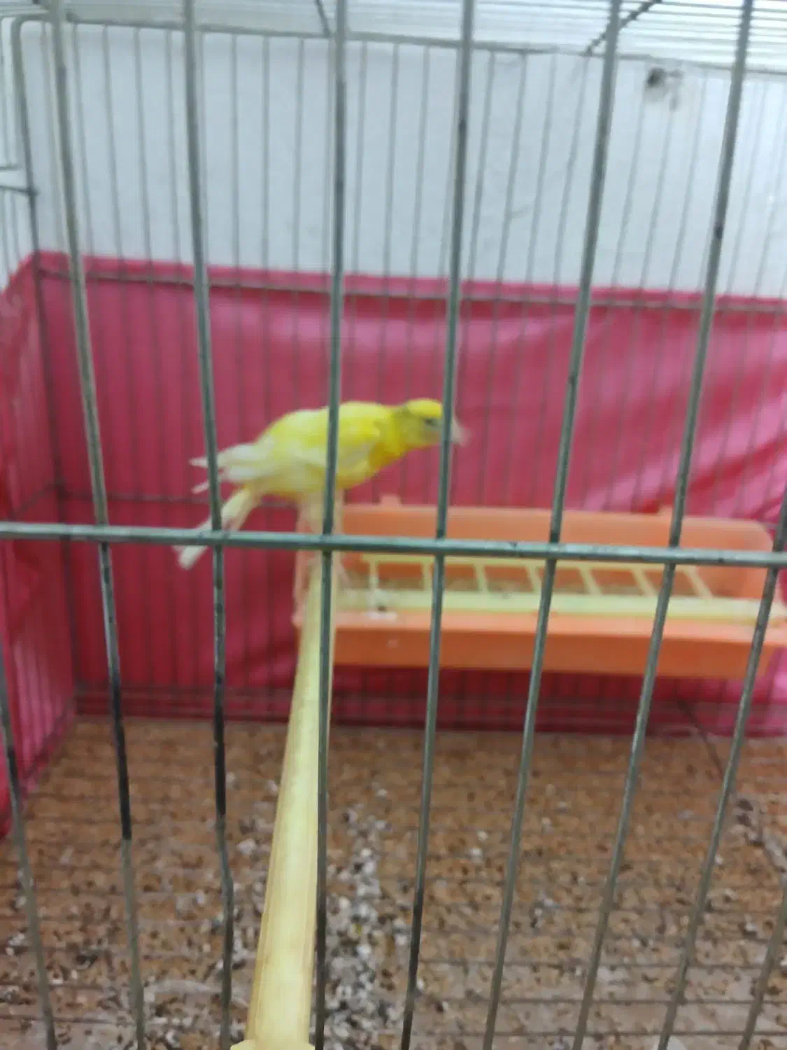 قناری ماده قزیب|پرنده|اردبیل, |دیوار