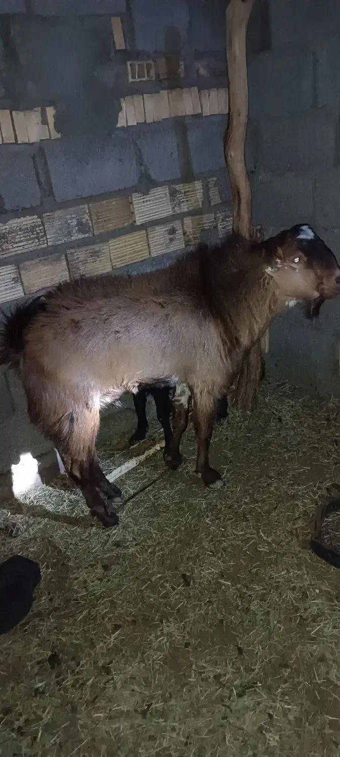 نری|حیوانات مزرعه|فهرج, |دیوار