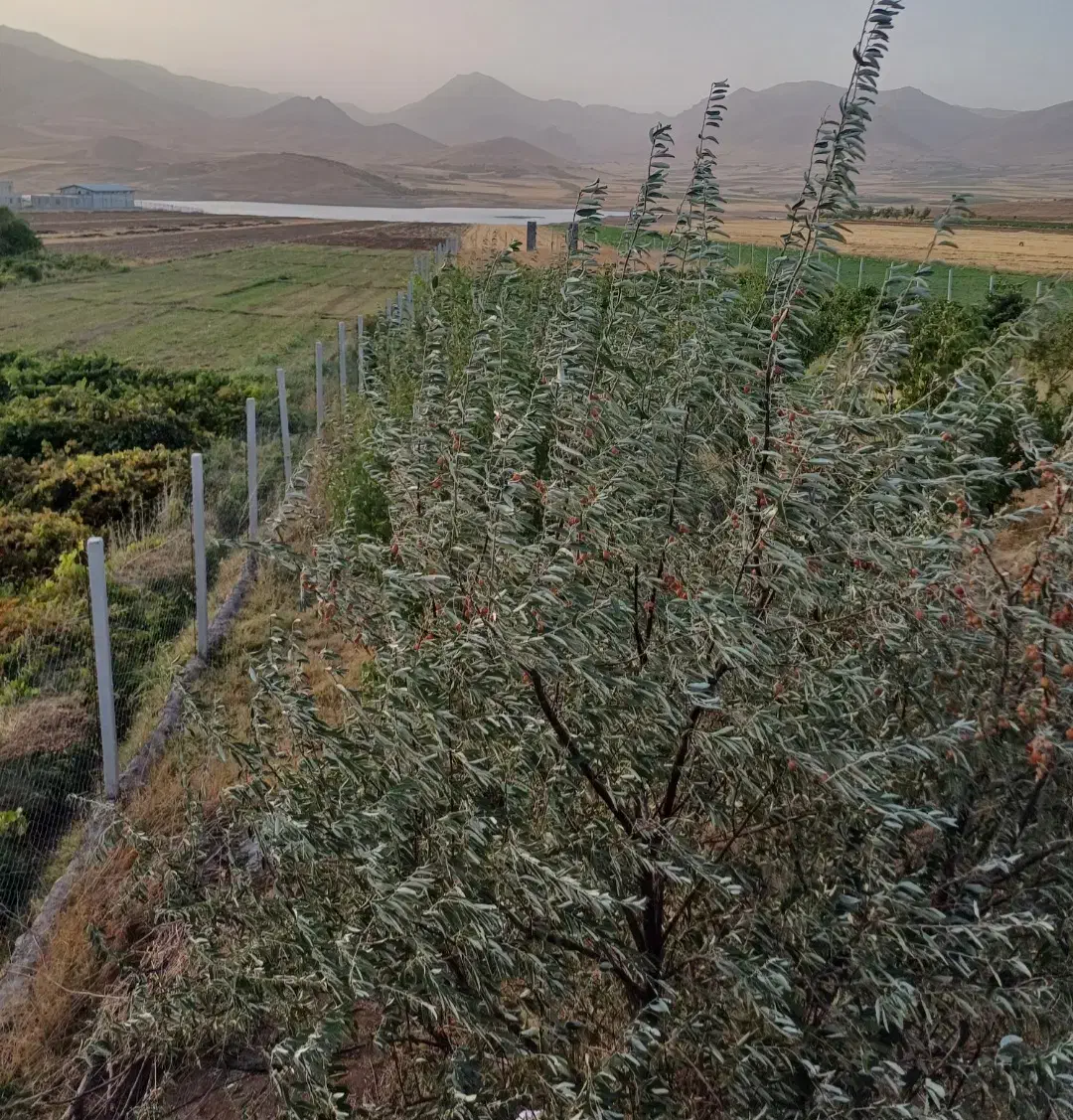 باغ فنس کشی شده و زمین آبی و ساختمان کنارسدجامیشان|فروش خانه و ویلا|سنقر, |دیوار