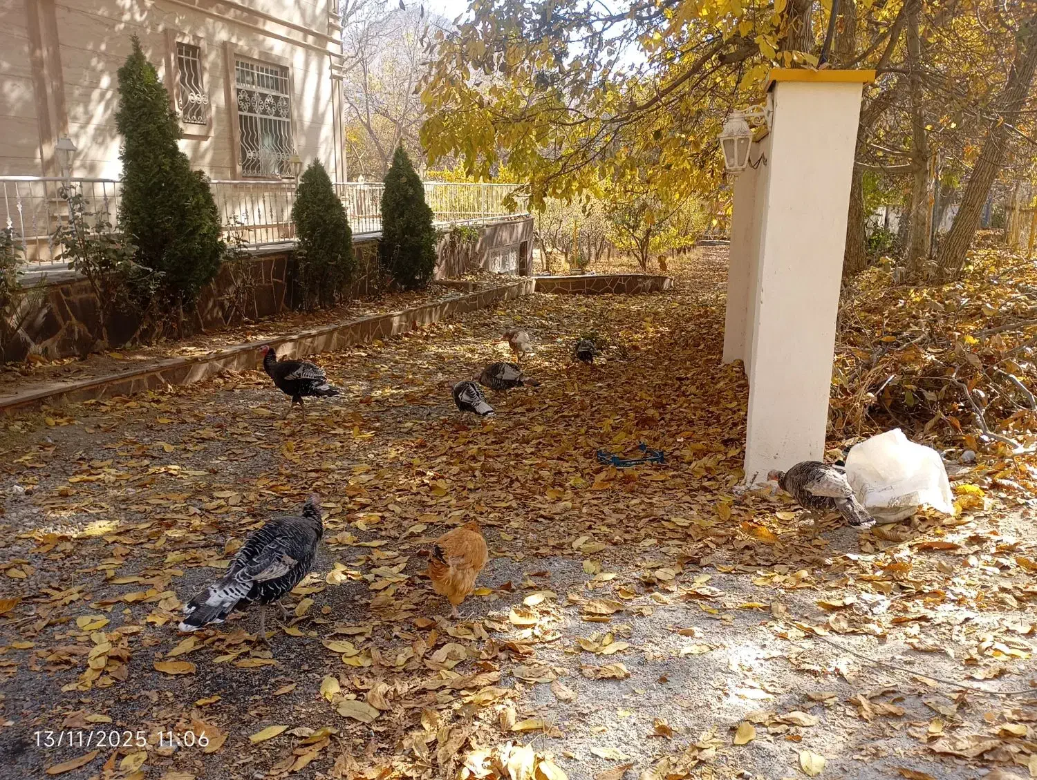 بوقلمون و اردک|حیوانات مزرعه|دماوند, دماوند|دیوار