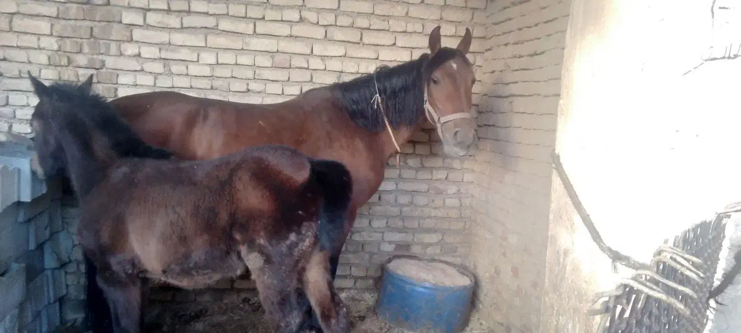 فروش وخرید اسب بارکش|اسب و تجهیزات اسبسواری|نجفآباد, شهدا|دیوار