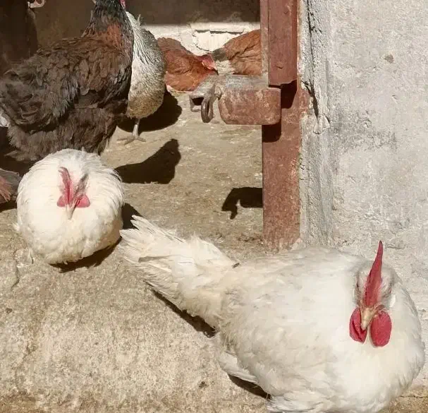 فروش خروس محلی|حیوانات مزرعه|مرودشت, کناره|دیوار