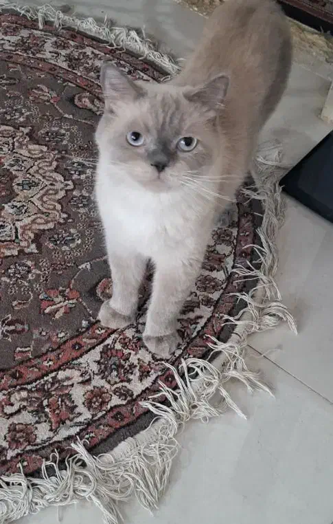 گربه میکس|گربه|کرمان, |دیوار