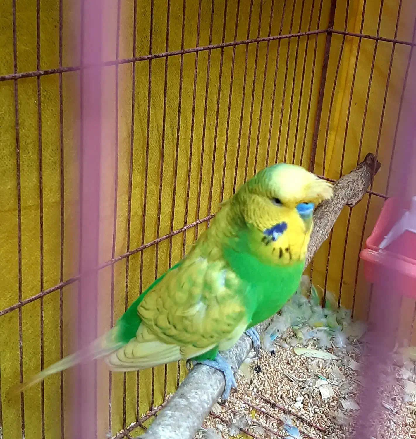 نر مست انگلیسی پشت فر و تاج دار رنگبندی عالی|پرنده|خان ببین, |دیوار