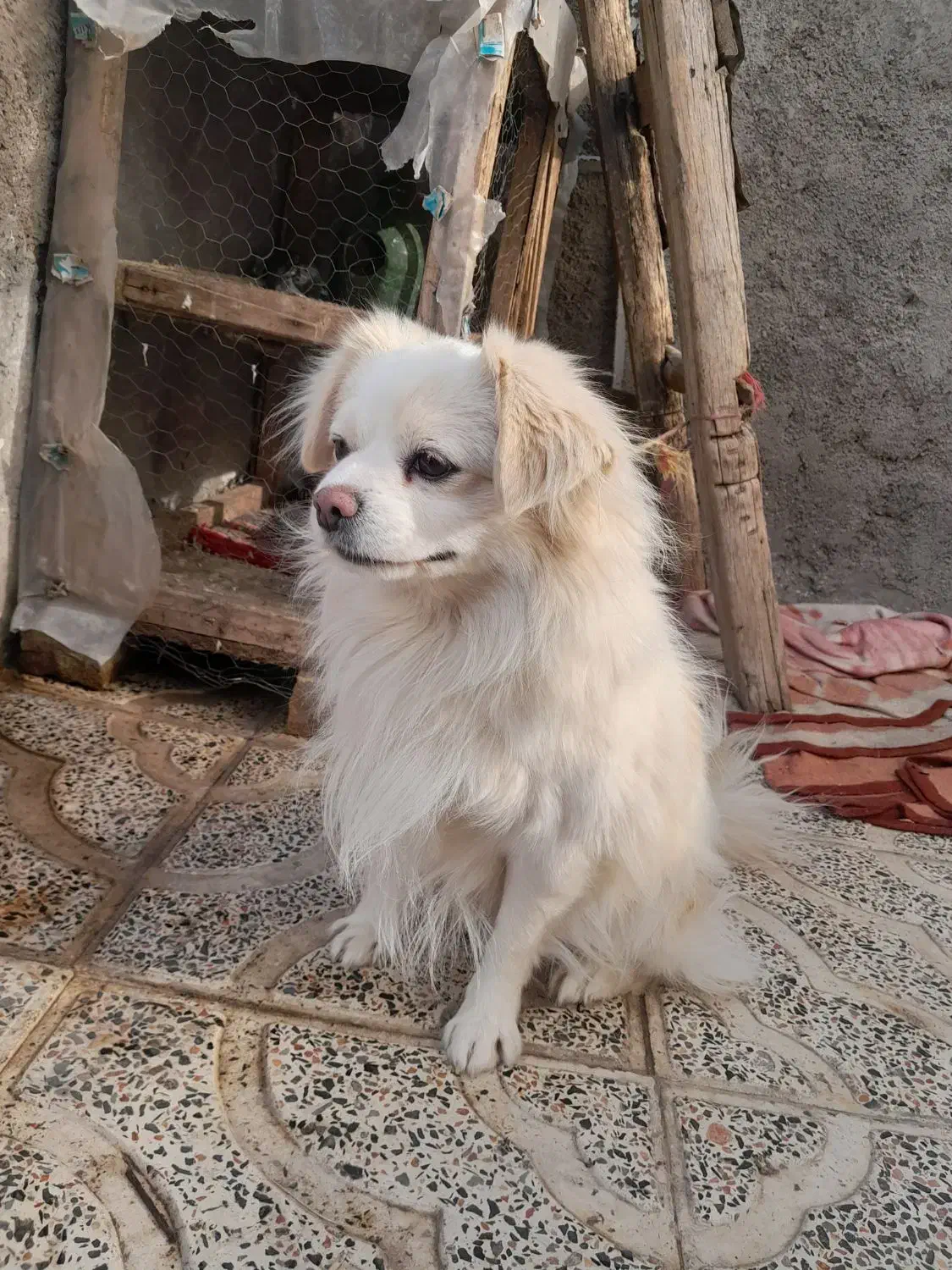 سگ پاکوتاه نرقیمت ۲۵۰۰|سگ|ابهر, |دیوار