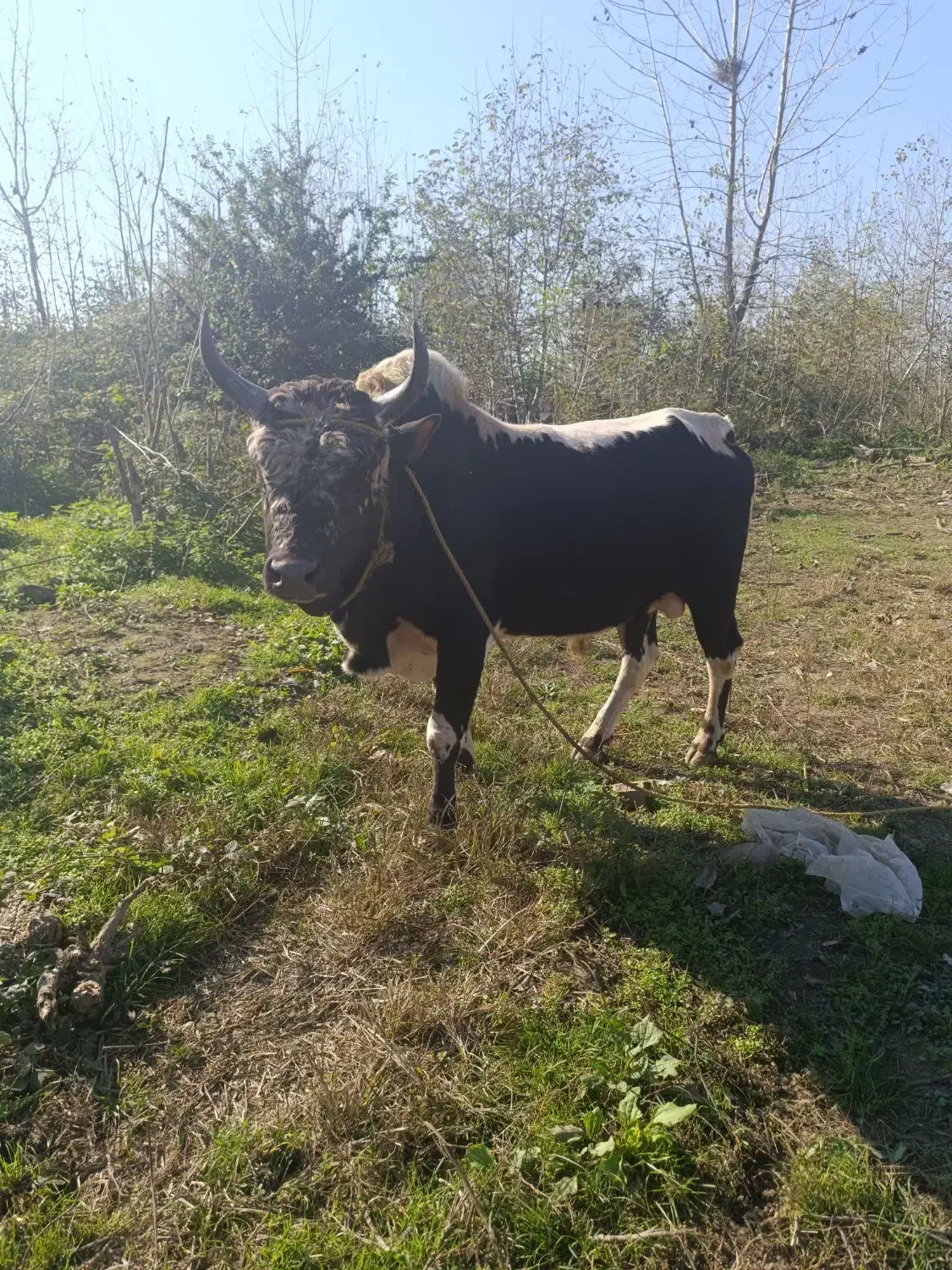 ورزا|حیوانات مزرعه|رشت, منظریه|دیوار